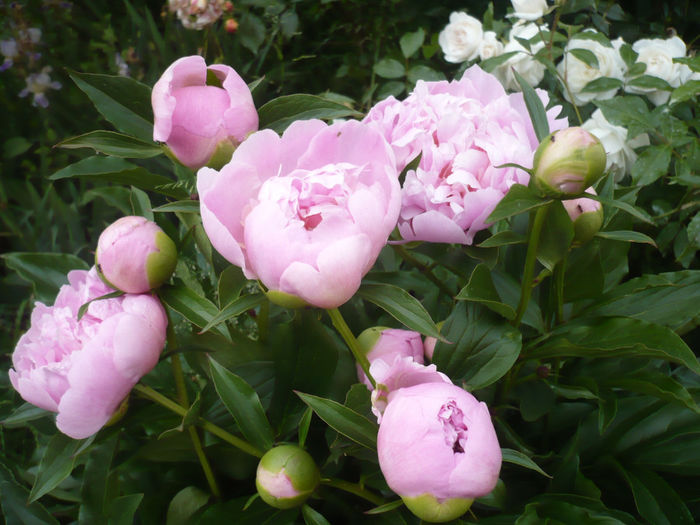 P1060814 - bujori 2014
