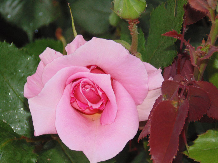 DSC02010 - Curtea si gradina