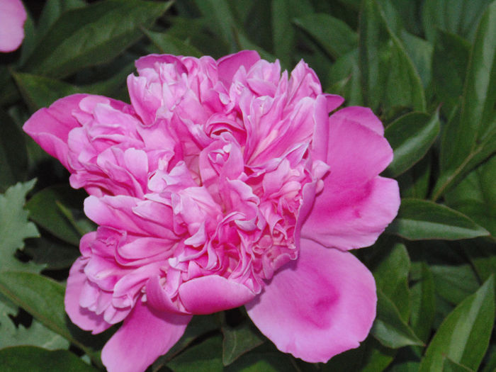 DSC02063 - Curtea si gradina