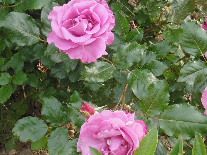 DSC02264 - Curtea si gradina