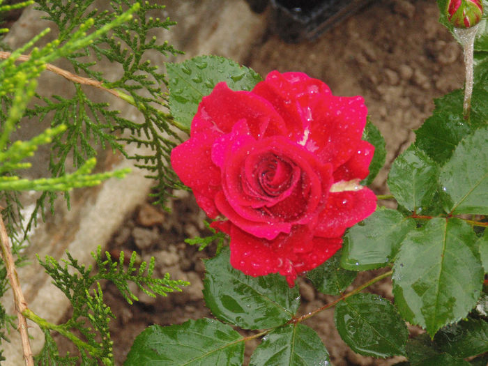 DSC02272 - Curtea si gradina