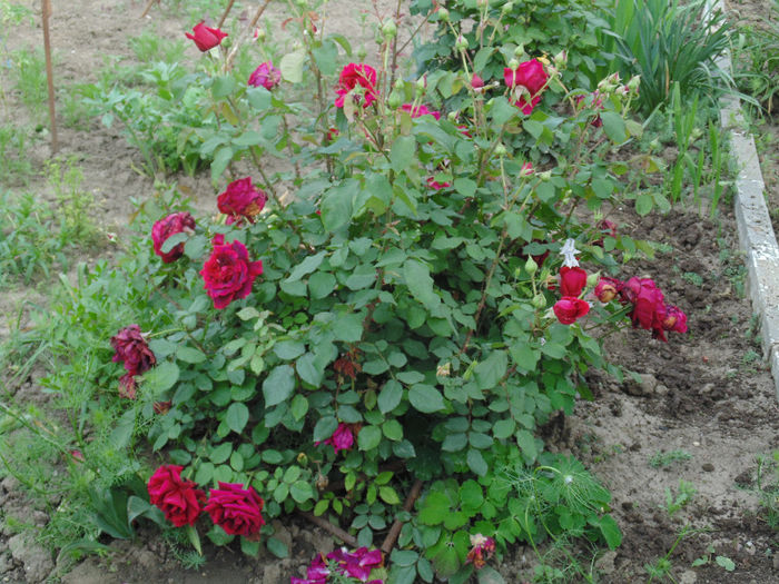 DSC02266 - Curtea si gradina