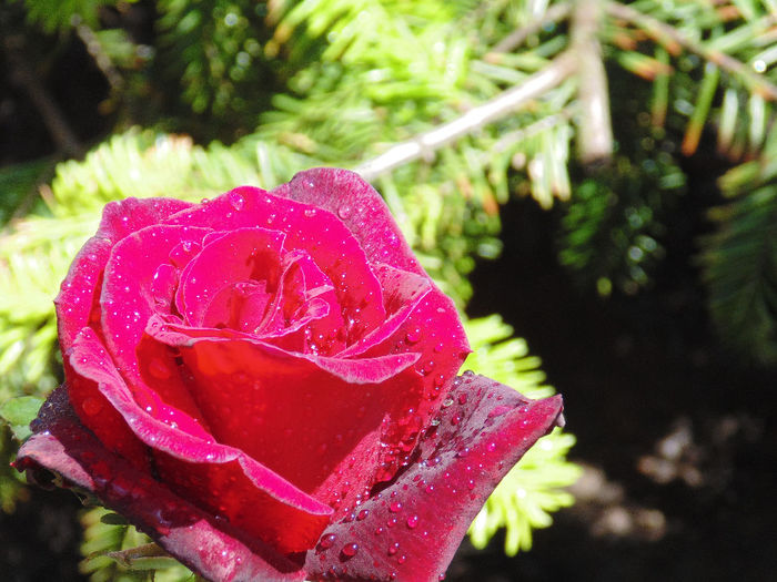 DSC02119 - Curtea si gradina