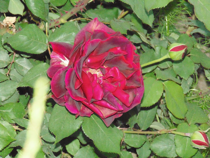 DSC02076 - Curtea si gradina