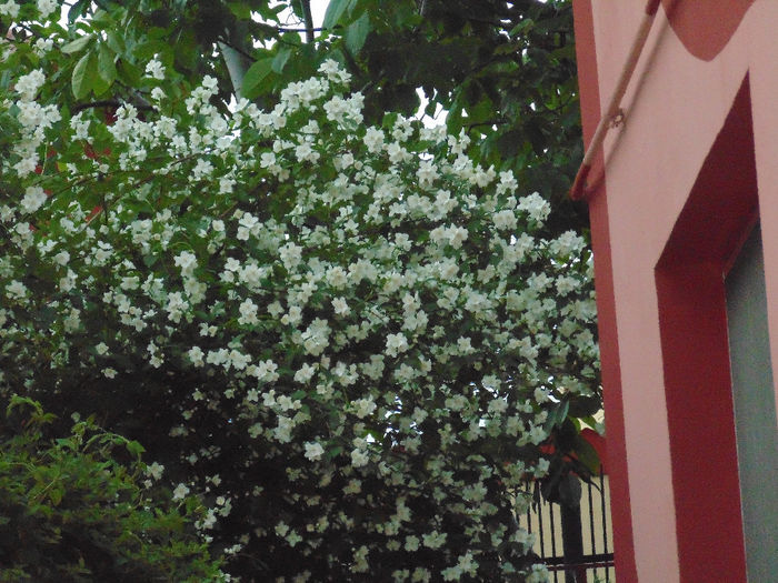 DSC02087 - Curtea si gradina