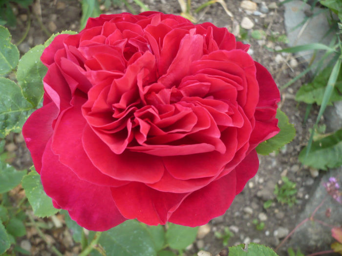 L.D.Brathwaithe