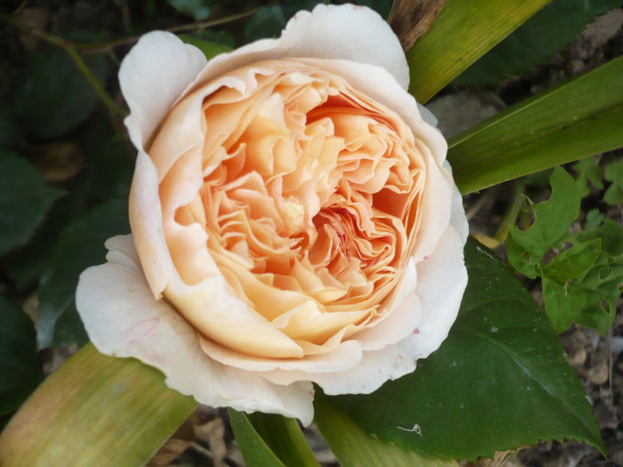 C.P.Margareta