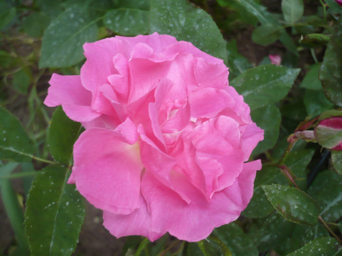 Zephirine Drouhin