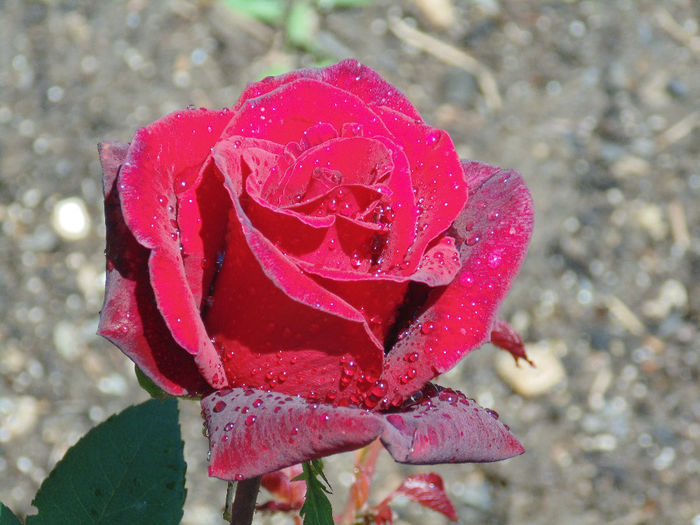 DSC02126 - Curtea si gradina