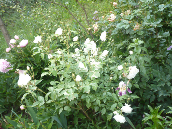 P1060808