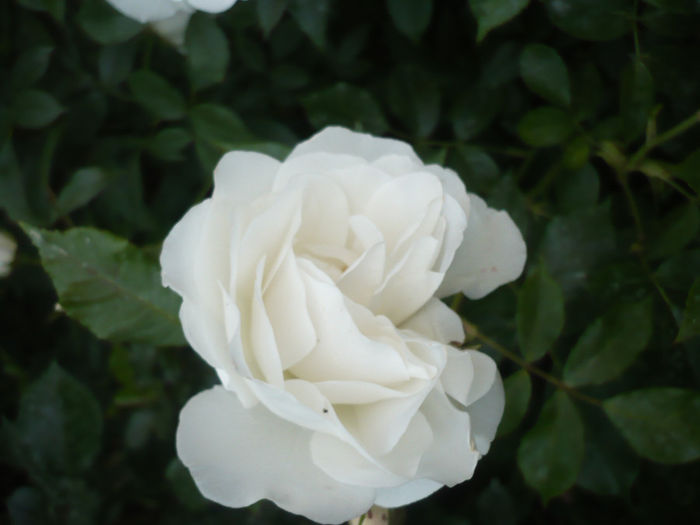 P1060816