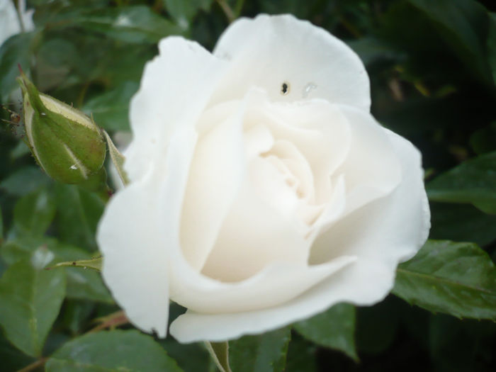 P1060817