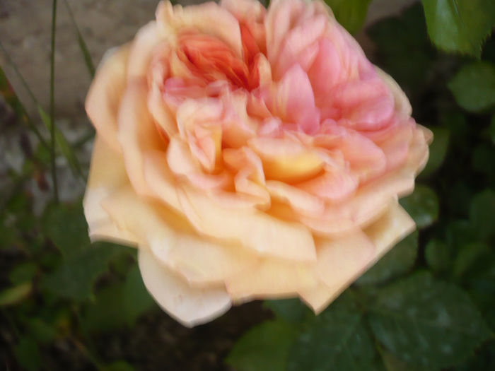 P1060847