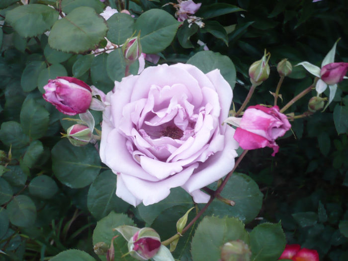 P1060866 - trandafiri 2014