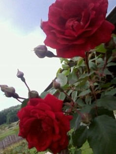 Fotografie0467 - Trandafiri de gradina