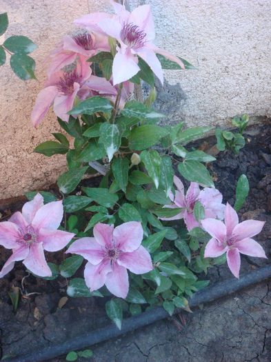 Hagley Hibrid - Clematite 2014