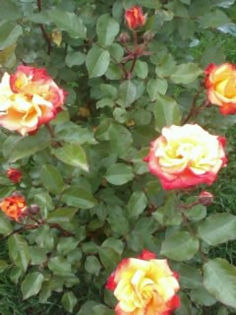Fotografie0489 - Trandafiri de gradina