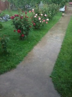 Fotografie0506 - Trandafiri de gradina