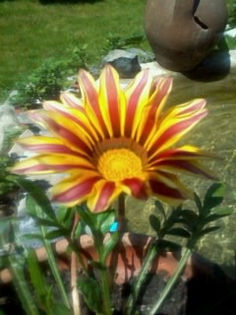 Fotografie0359 - Gazania