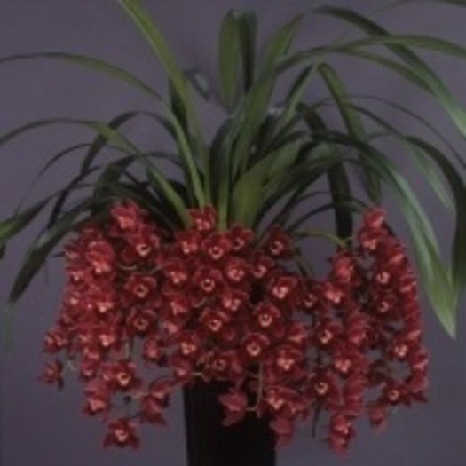 image - 0 Orhidee Cymbidium curgator propus spre vanzare