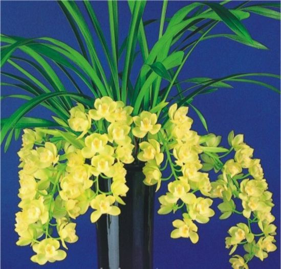 image - 0 Orhidee Cymbidium curgator propus spre vanzare