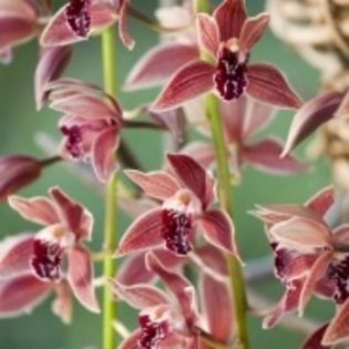 image - 0 Orhidee Cymbidium curgator propus spre vanzare