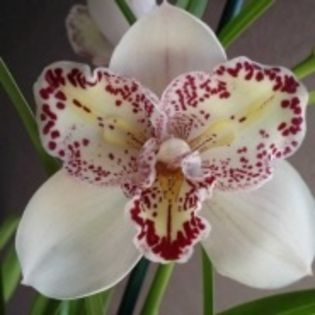 image - 0 Orhidee Cymbidium curgator propus spre vanzare