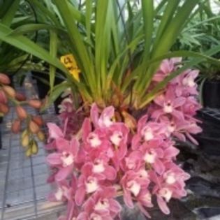 image - 0 Orhidee Cymbidium curgator propus spre vanzare