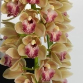 image - 0 Orhidee Cymbidium curgator propus spre vanzare