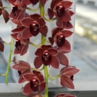 image - 0 Orhidee Cymbidium curgator propus spre vanzare