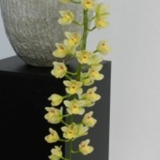 image - 0 Orhidee Cymbidium curgator propus spre vanzare