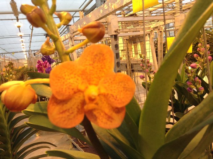image - 0 Orhidee Vanda exclusiviste
