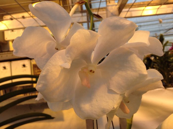 image - 0 Orhidee Vanda exclusiviste