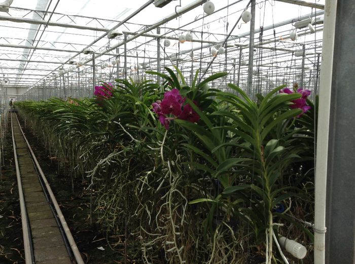 image - 0 Orhidee Vanda exclusiviste