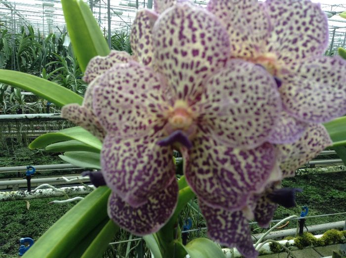 image - 0 Orhidee Vanda exclusiviste