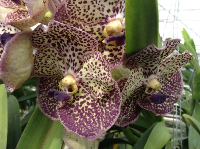 image - 0 Orhidee Vanda exclusiviste