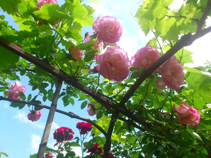 Harlekin - TRANDAFIRI 2014