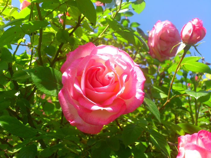 Harlekin - TRANDAFIRI 2014