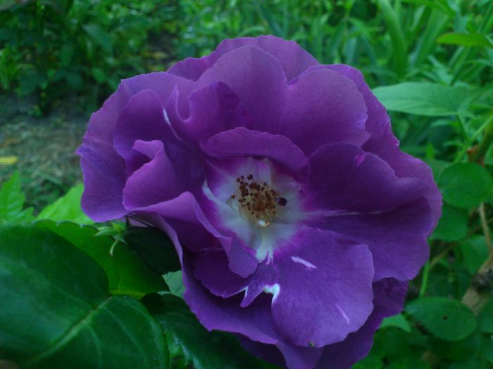 DSC_5209 - TRANDAFIRI 2014