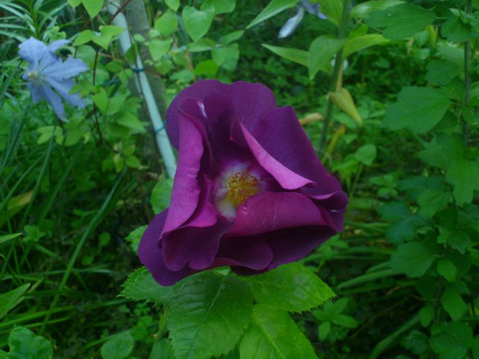 DSC_5208 - TRANDAFIRI 2014