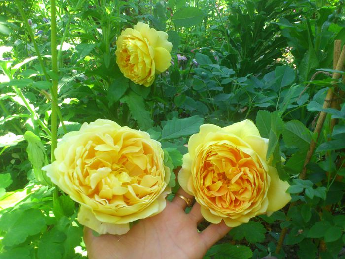 Golden Celebration - TRANDAFIRI 2014