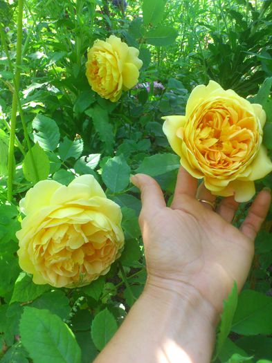 DSC_5174 - TRANDAFIRI 2014