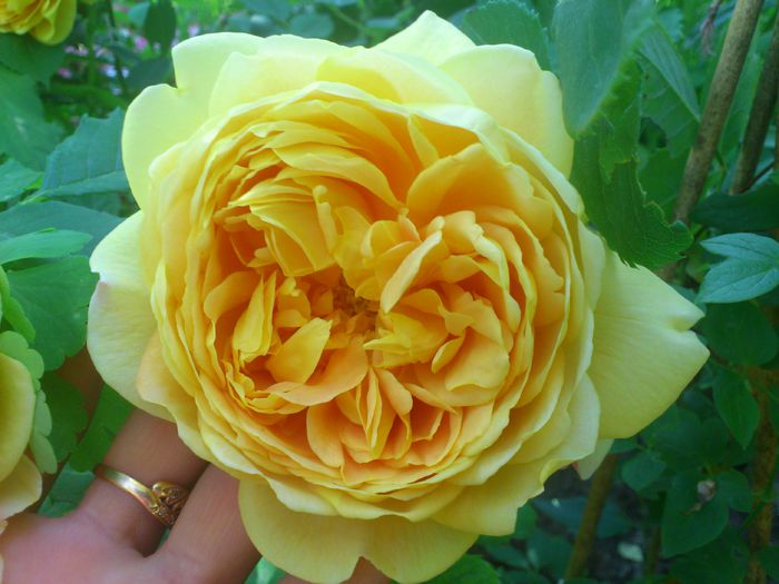 DSC_5176 - TRANDAFIRI 2014