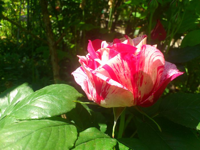 DSC_5178 - TRANDAFIRI 2014