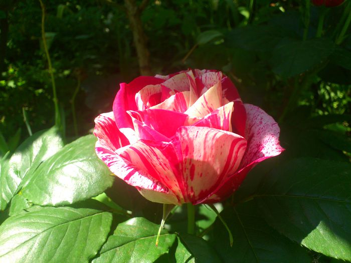 DSC_5177 - TRANDAFIRI 2014