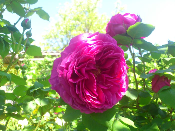 DSC_5173 - TRANDAFIRI 2014