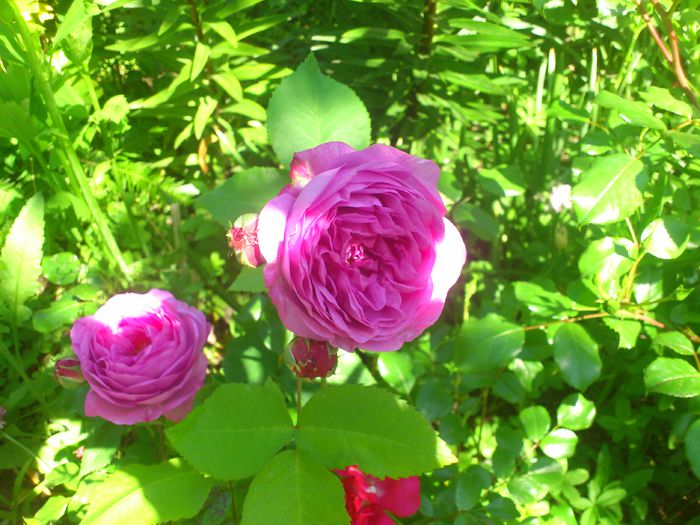 DSC_5172 - TRANDAFIRI 2014