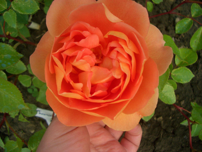 'Pat Austin ™' • AUSmum; Shrub.  English Rose Collection. Bred by David Austin (United Kingdom, before 1993).
