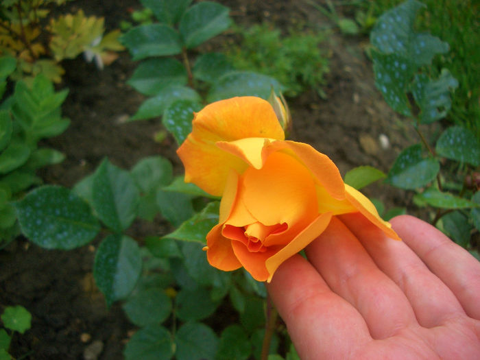 'Goldelse ®' • Barley Gold • Gold 'n' Fancy• Golden Fancy • Mulbry Rose • TANdolgnil; Floribunda. Bred by Hans Jürgen Evers (Germany, 1999).
