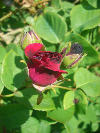 'Souvenir du Docteur Jamain'; Hybrid Perpetual. Bred by François Lacharme (France, 1865).
